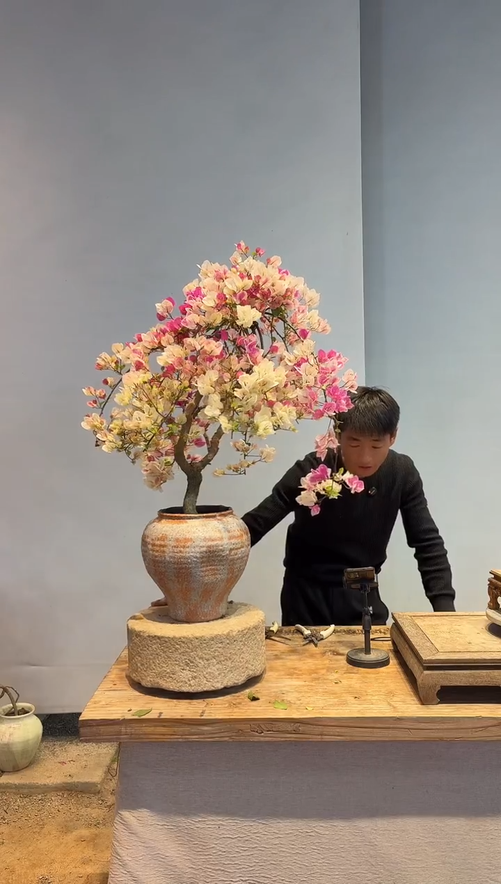 以实际为准三角梅33