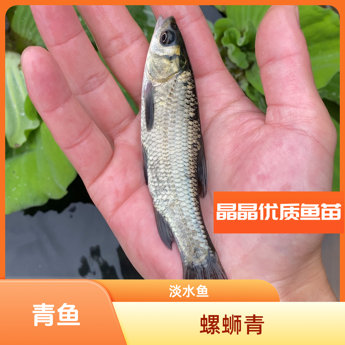 水族 宠物鱼 螺蛳青鱼 淡水养殖 四川眉山发货 