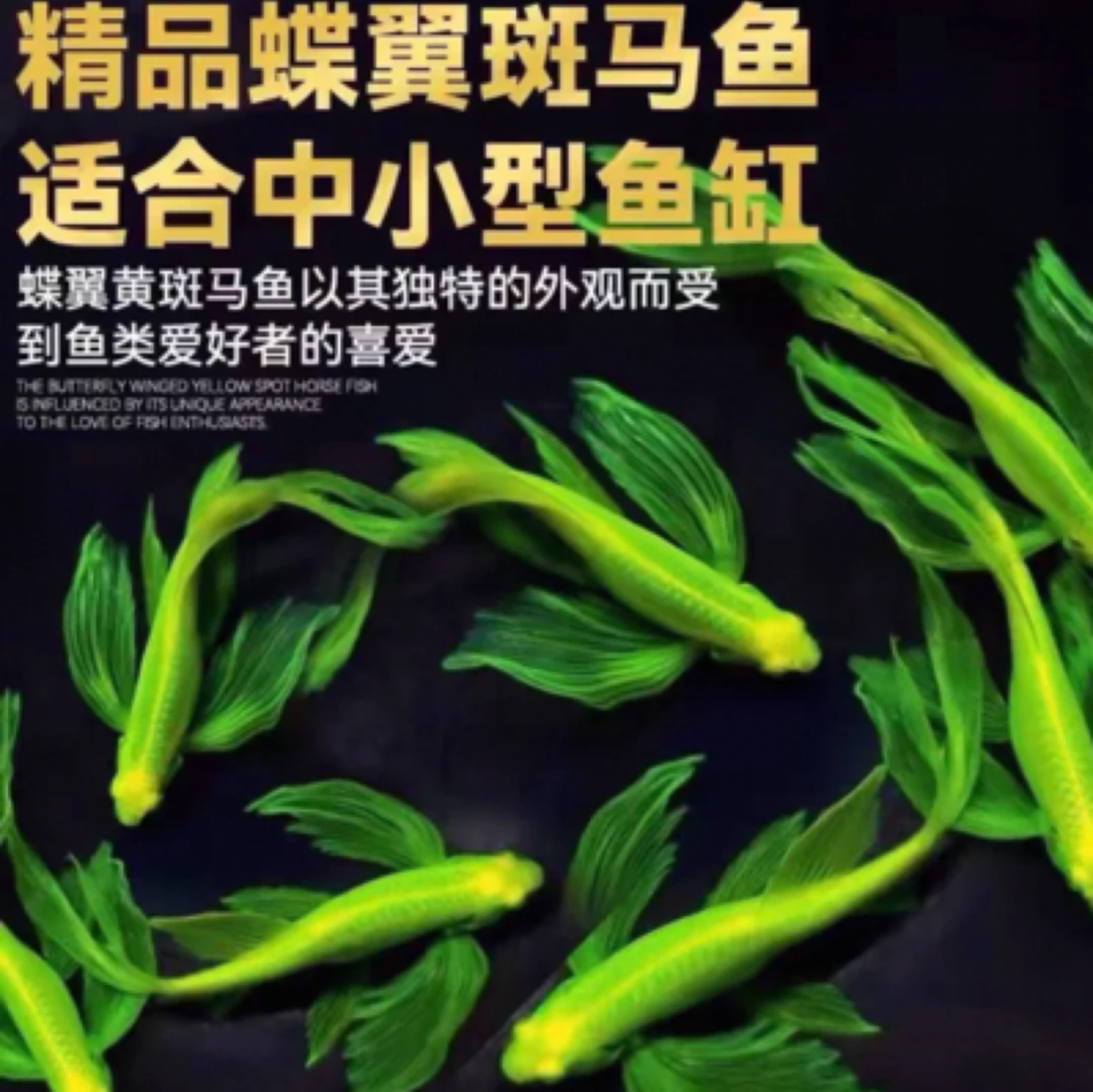 （凭拆箱视频包损）种鱼荧光色蝶翼斑马鱼淡水冷水可养到家就繁殖