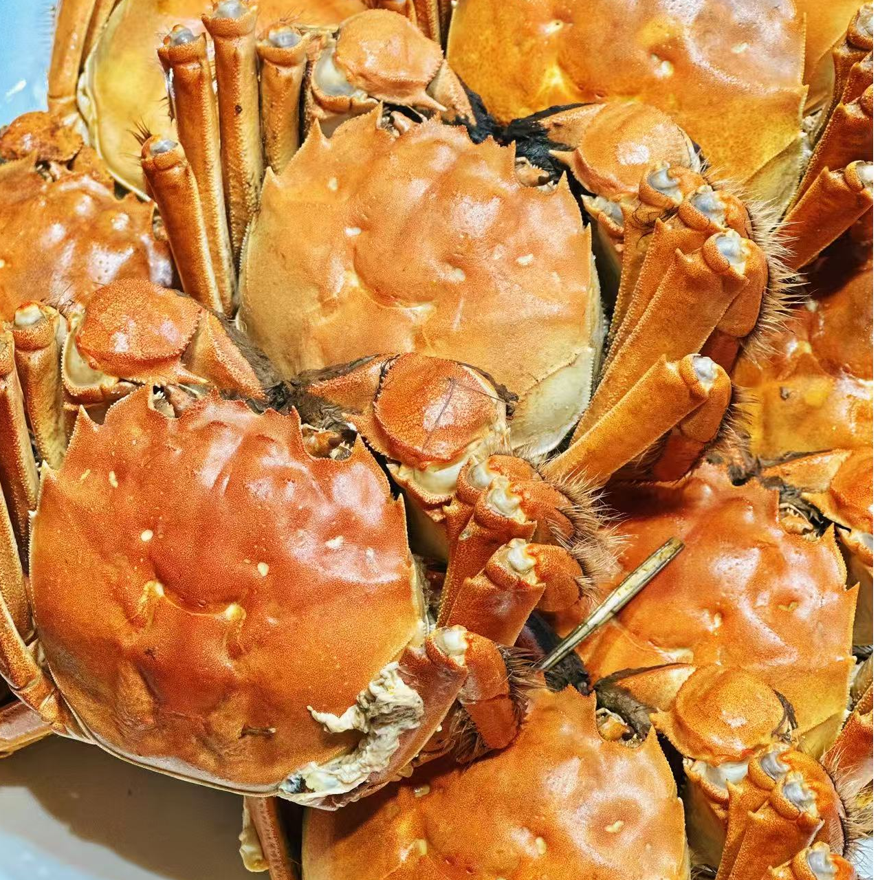 【活蟹现发】江苏金标蟹全母3.5两10只大闸蟹螃蟹礼盒包装