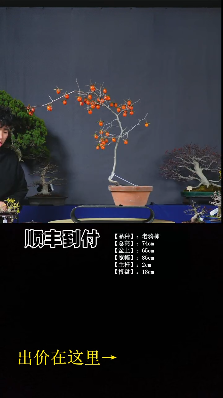 无花朵老鸦柿 不包邮