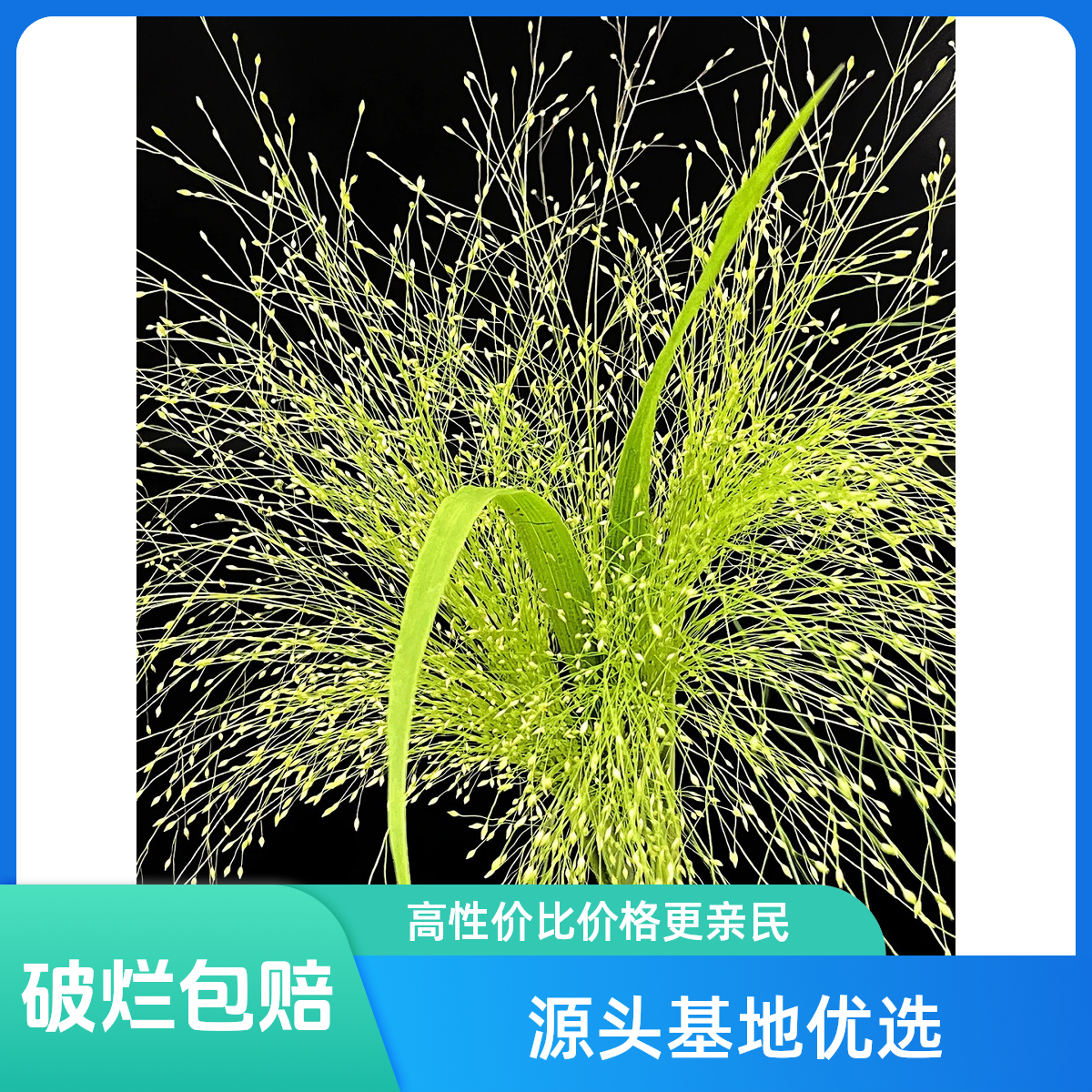 南沐雯·【喷泉草配草一束】鲜花由斗南基地云南昆明基地直发包邮