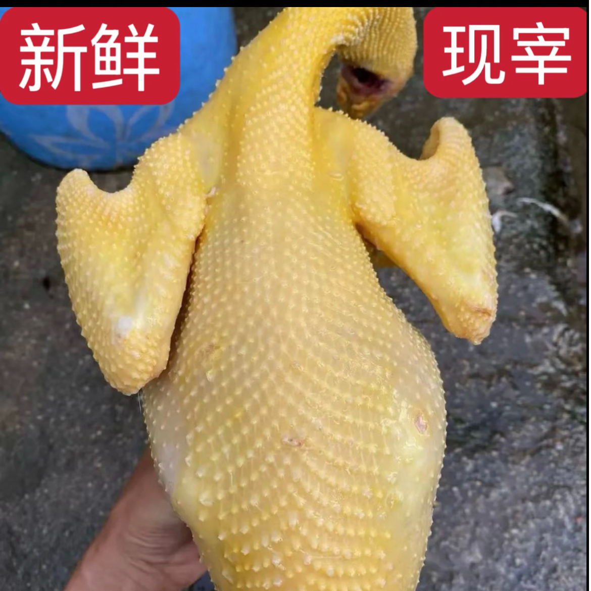 【广东信宜三黄鸡8个月大扇鸡】山林地生态散养阉鸡跑山鸡皮香肉滑