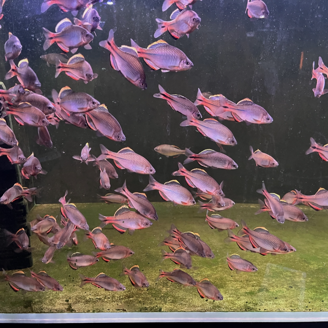 漳州齐氏鱊 非人工繁殖 原生冷水鳑鲏鱼 不加温群游鱼耐高温低温