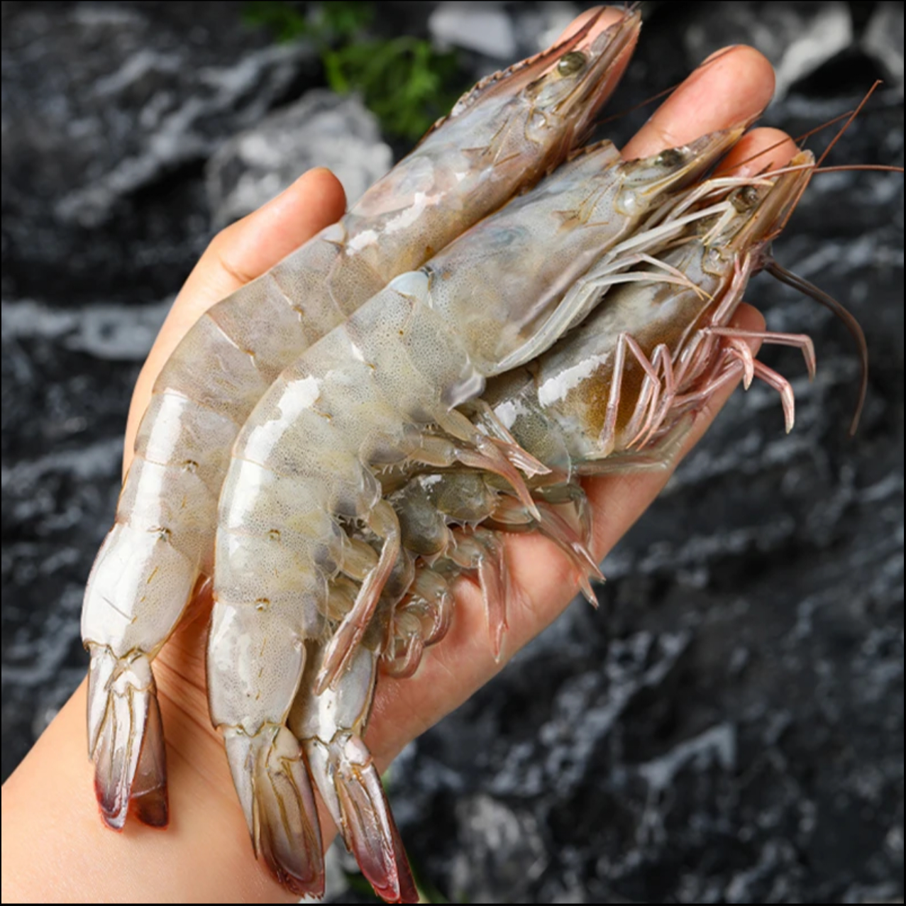南美白虾30-40厄瓜多尔大虾海水盐冻鲜甜饱满顺丰发货净重3斤