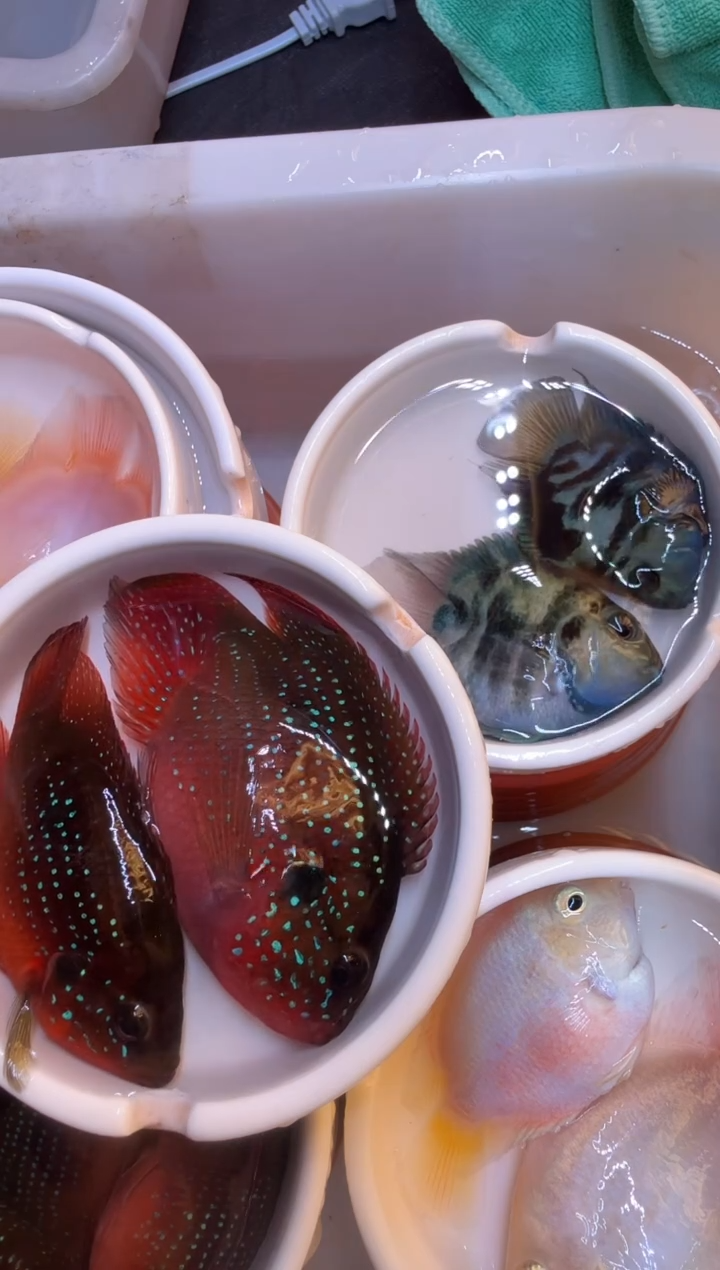 红宝石鱼红宝石球一对