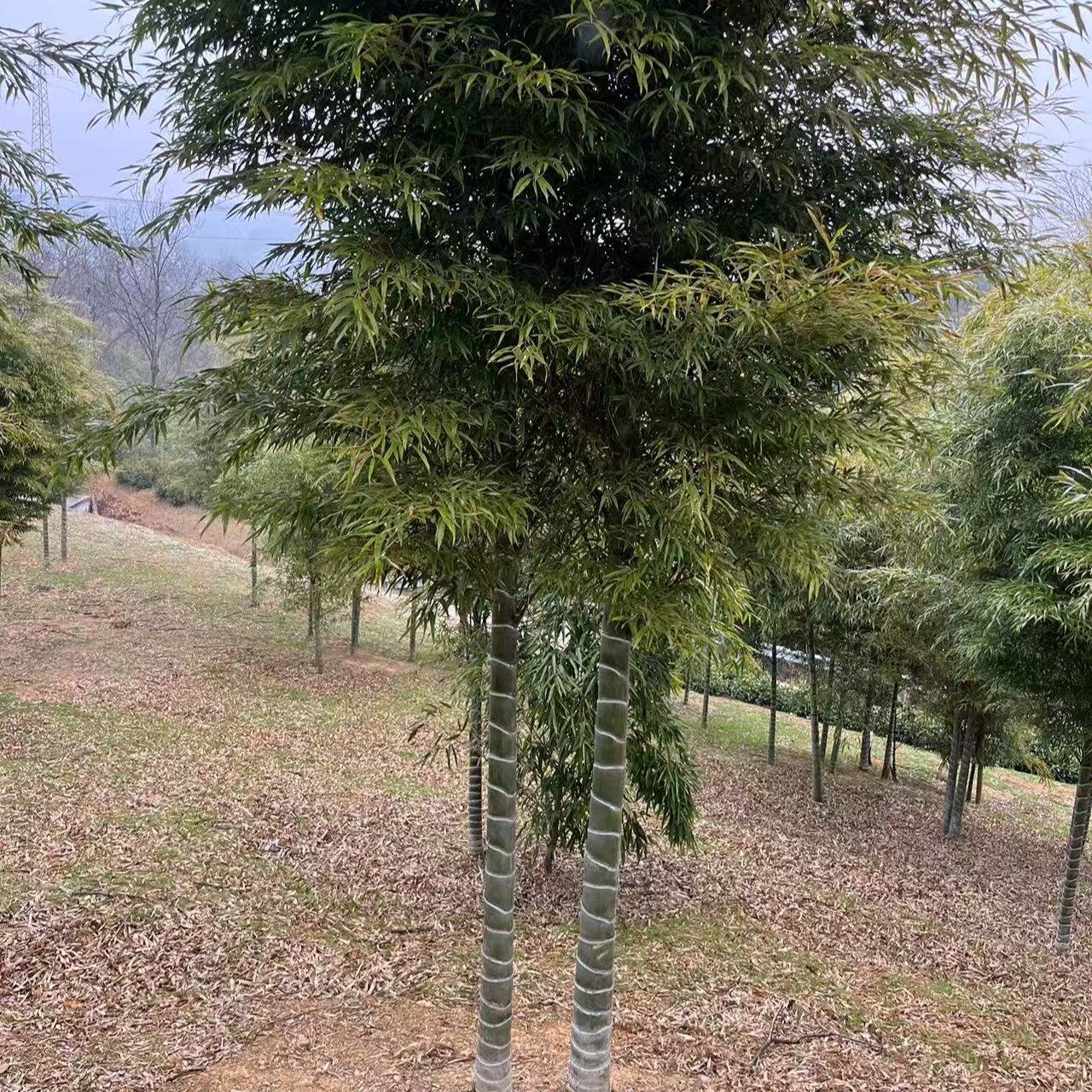 元宝竹 异形竹  观赏竹 庭院竹盆栽栽珍稀竹竹苗