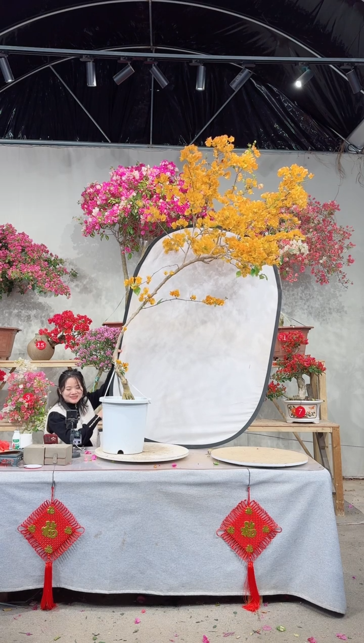 【闪购商品】盆景金色光辉