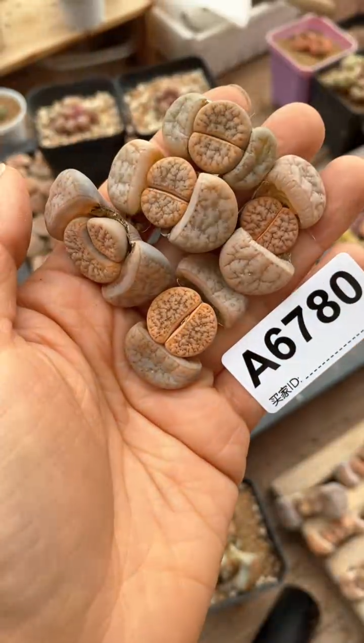 【闪购商品】6780直播一物一拍