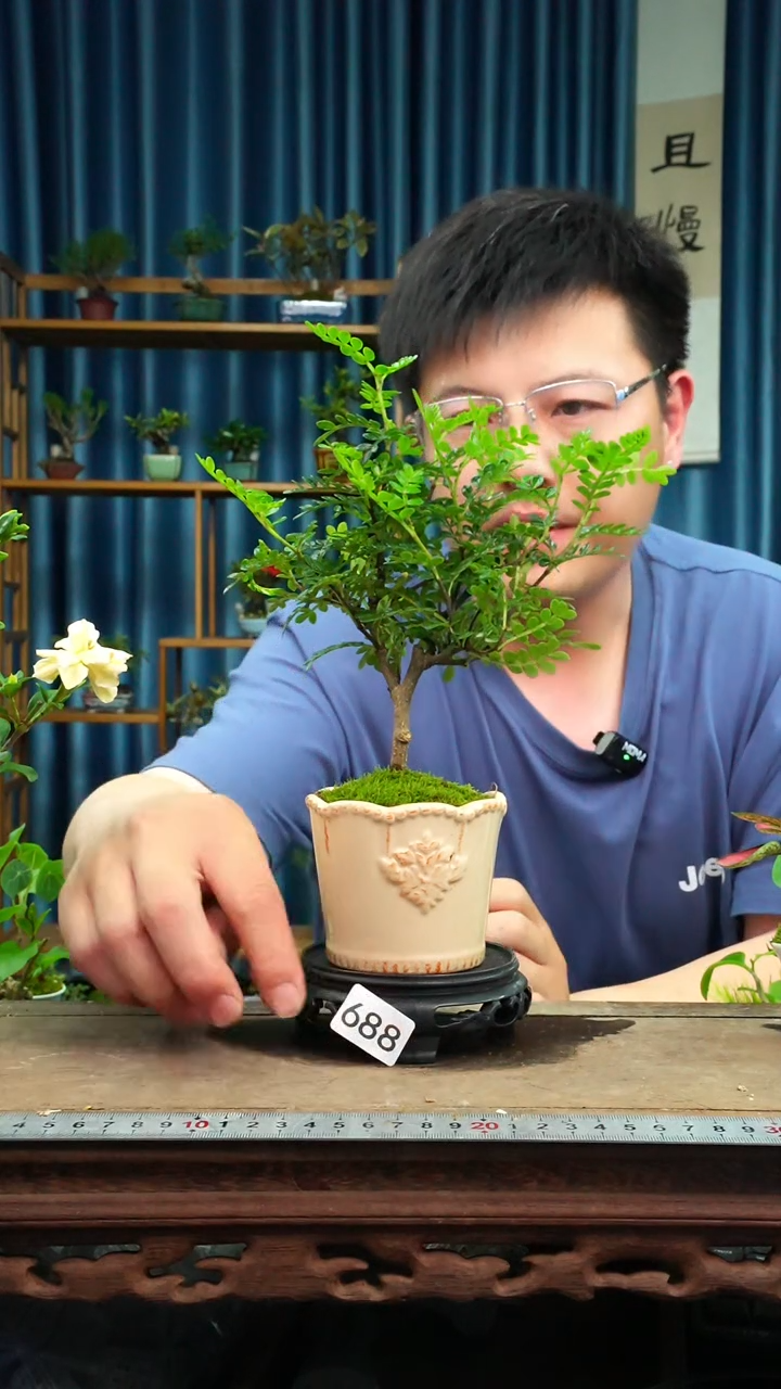 无花朵苔藓微景观688号