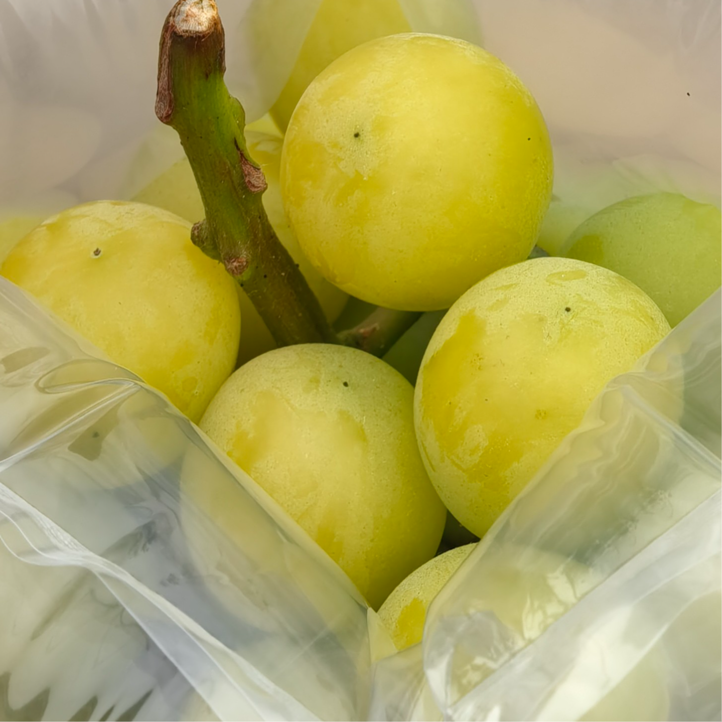 【自家种植顺丰包邮】纯天然生长/树上自然成熟（纯甜）阳光玫瑰葡萄