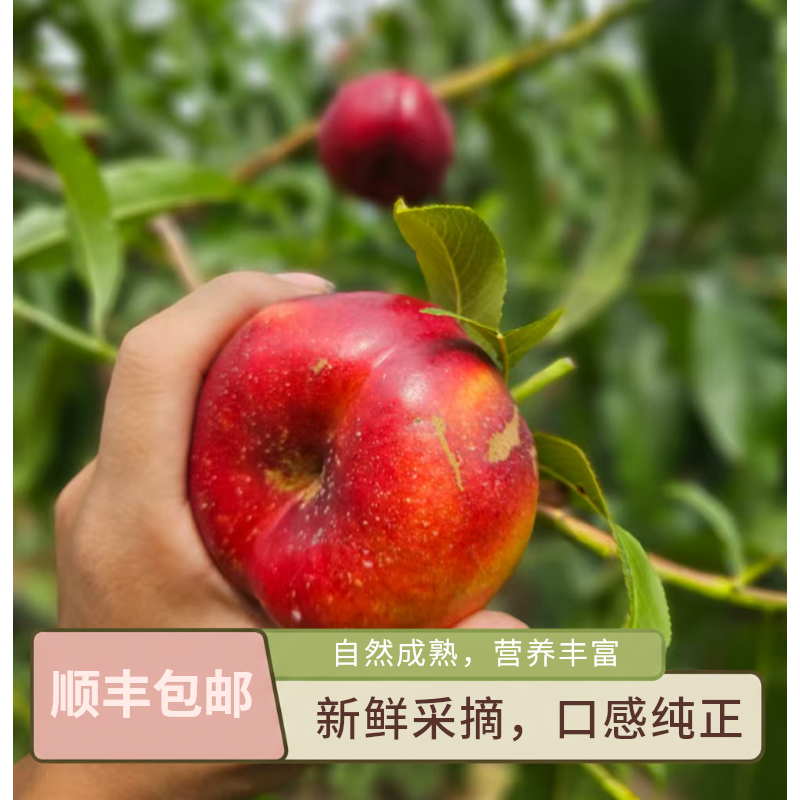 【顺丰包邮】现摘脆甜 露天油蟠桃 黄肉大蟠桃新鲜采摘 产地直发