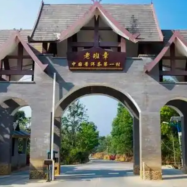 【老班章纯料】2025老班章古树挑采头春散茶——老班章3号狼丫地块