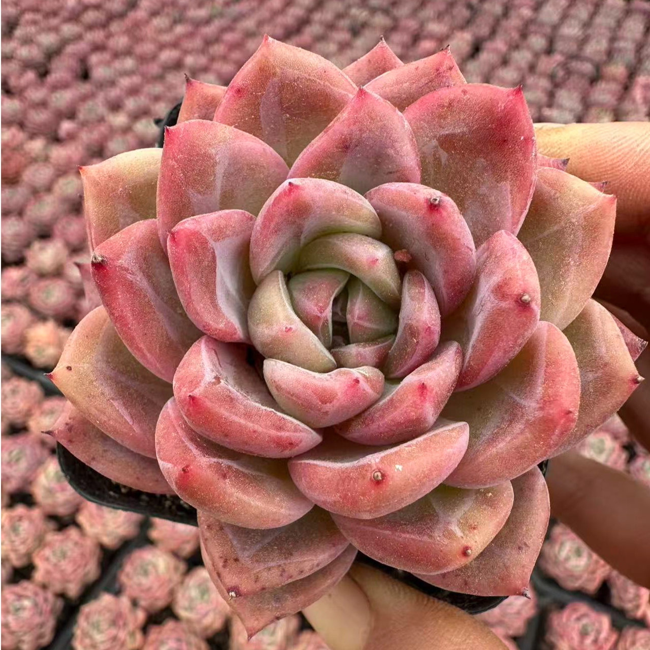 6#花木兰多肉植物 前男友精品多肉 SM0865