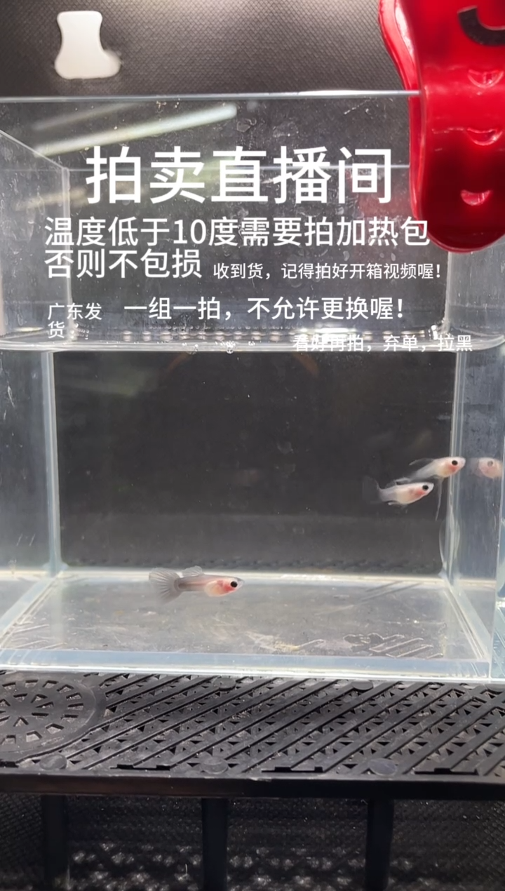孔雀鱼超透 C  三条  红色 3