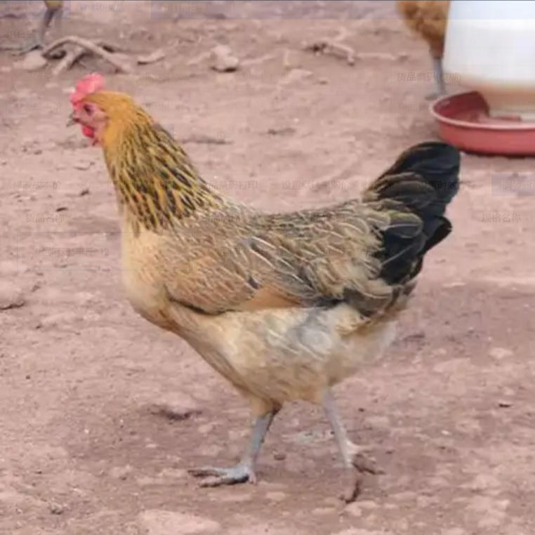 崇远麻鸡整鸡生鲜肉质鲜美到手12只