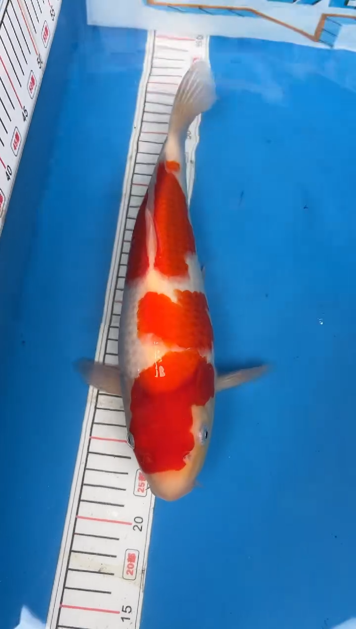 锦鲤东*22号锦鲤红白鱼 闪购