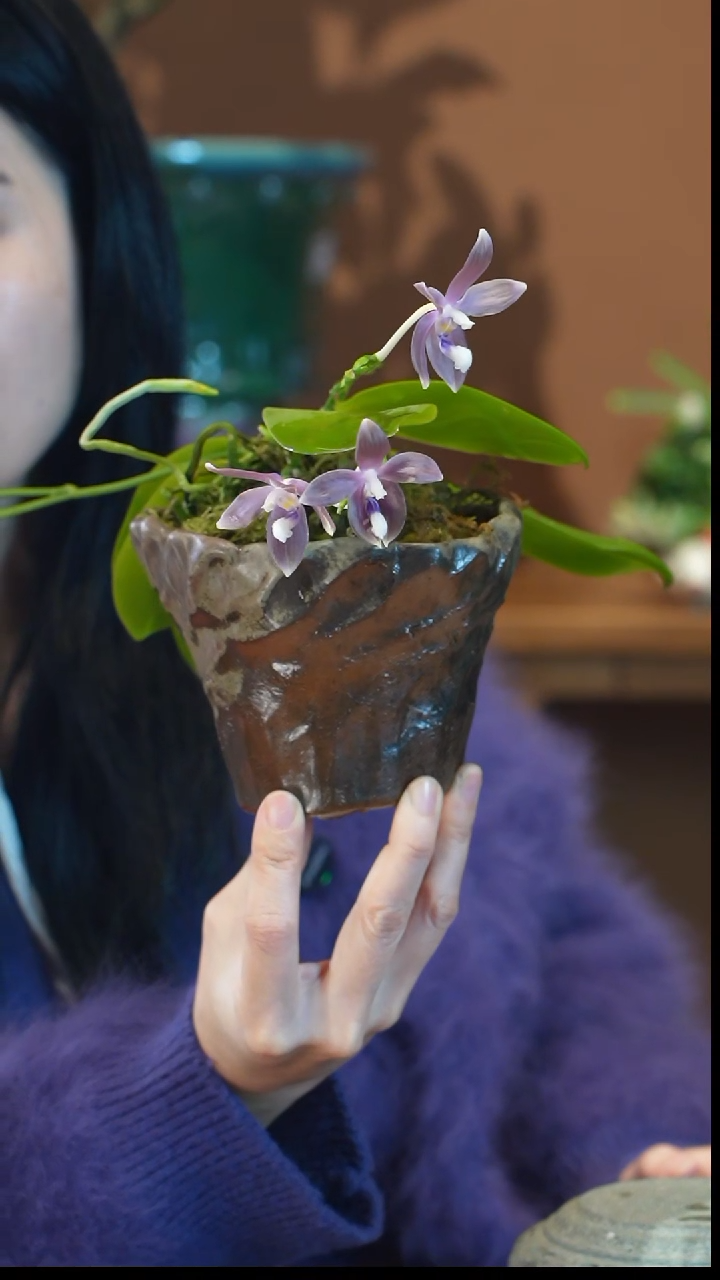 全部花朵蓝色梦幻景盆景盆景