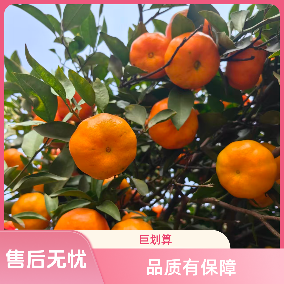 《遥遥专属》四川江安红橘（二红皮时期）中大果  陈皮原料 农家自种
