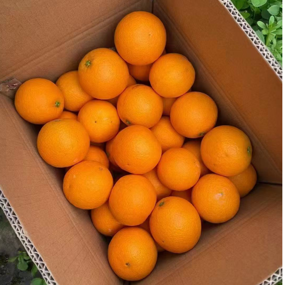 正宗秭归九月红果冻橙 小果