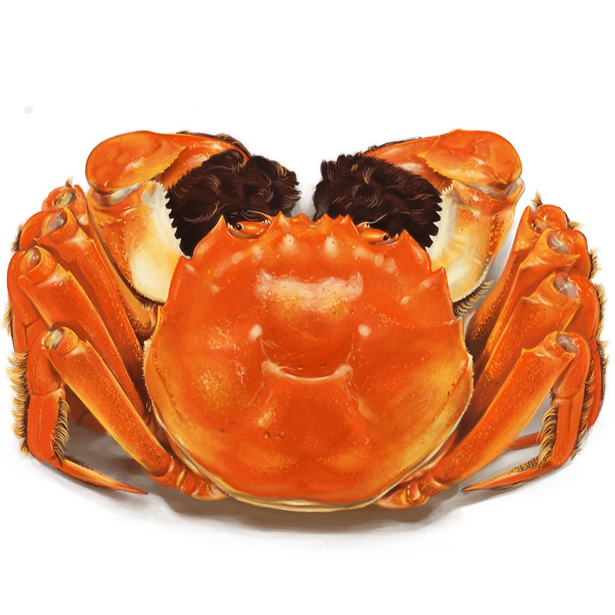 【活蟹现发】公四两五与母三两五总共8只或10只精品螃蟹三八规格