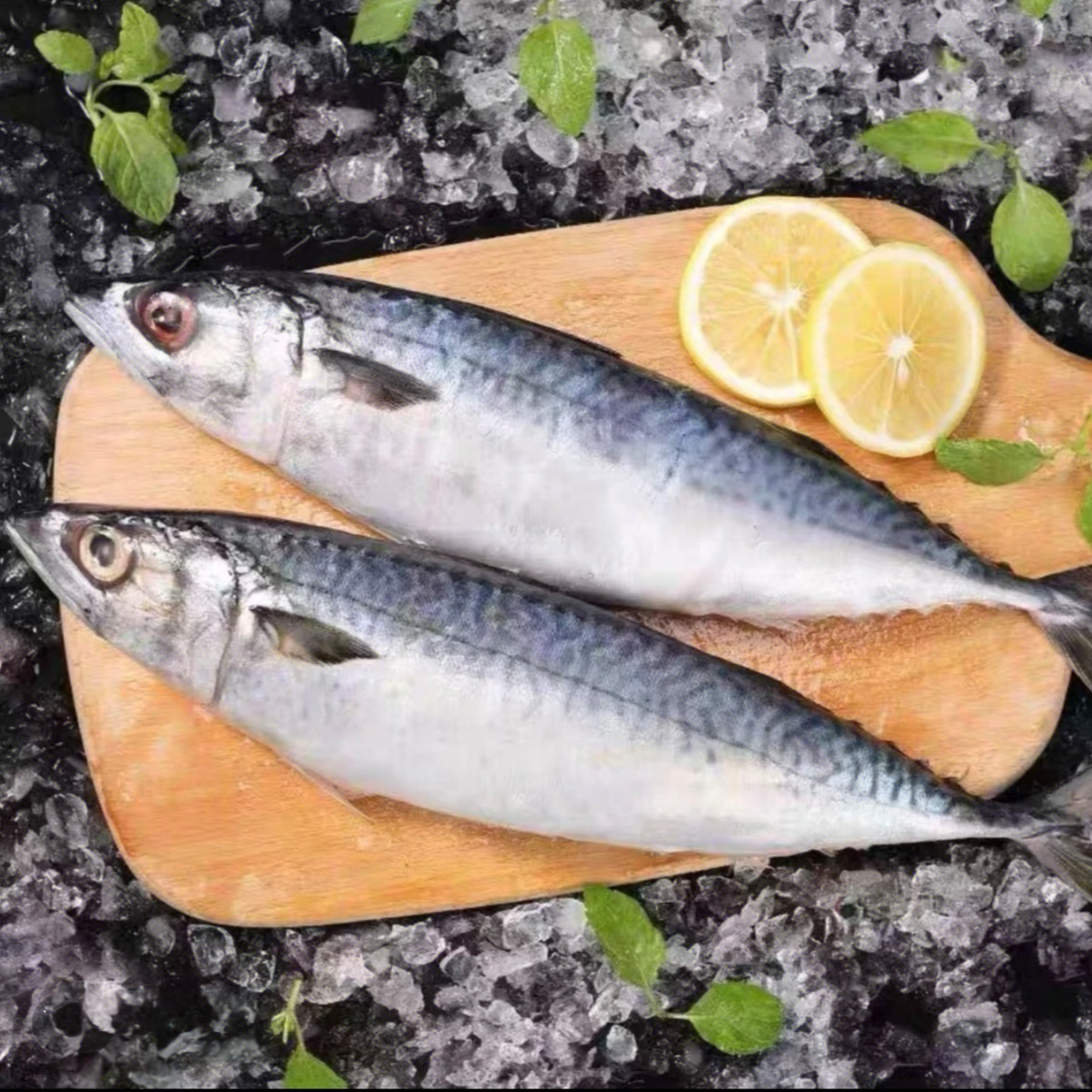 渤海湾深海鱼鲐鲅鱼青花鱼青占鱼残鱼小鱼