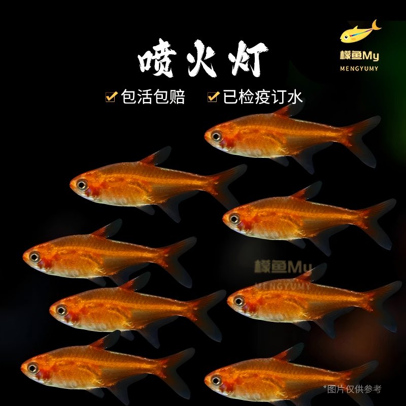 喷火灯鱼爱蔓达灯鱼橘帆梦幻旗鱼淡水草缸小型群游灯科热带观赏鱼