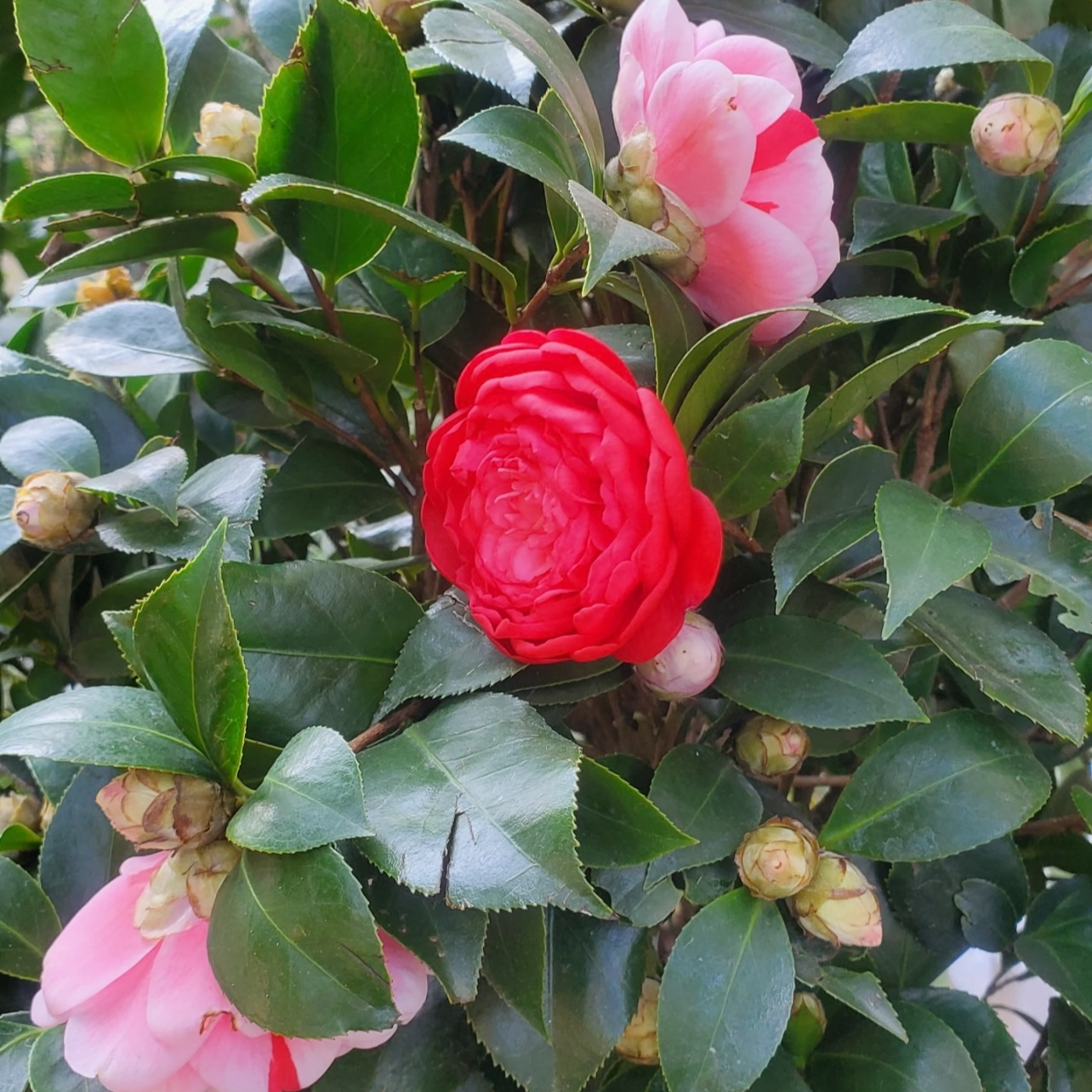 S级加大加高80cm - 100cm多色山茶花树苗盆栽花卉耐寒好养适合室