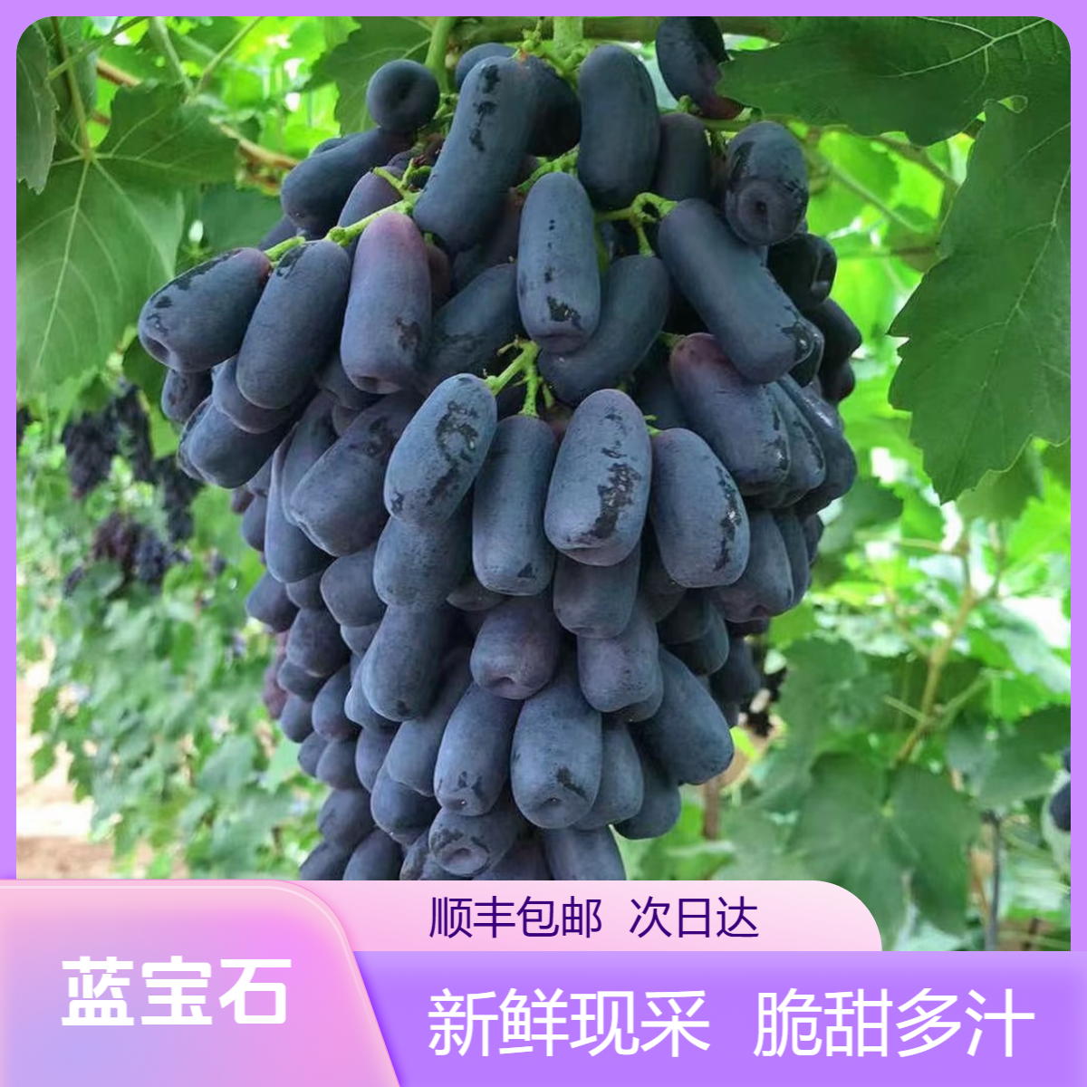 【顺丰包邮】5斤蓝宝石美人指葡萄 云南头茬黑提无籽葡萄 新鲜现采现发 脆甜多汁xx1云南省
