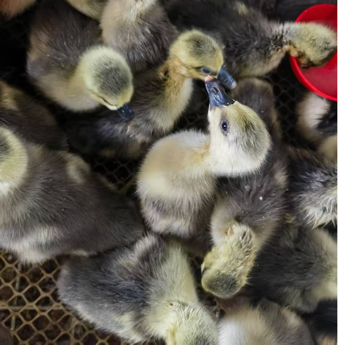 宠物 灰色    包邮