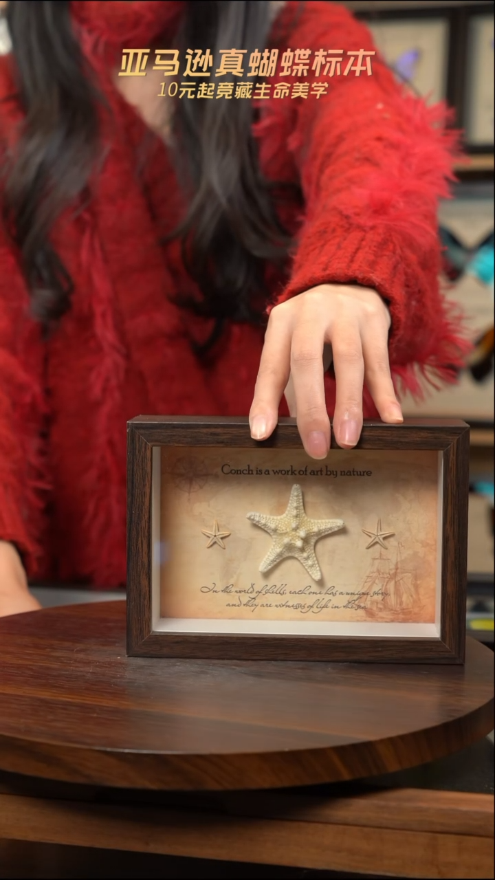 三个海星标本摆件