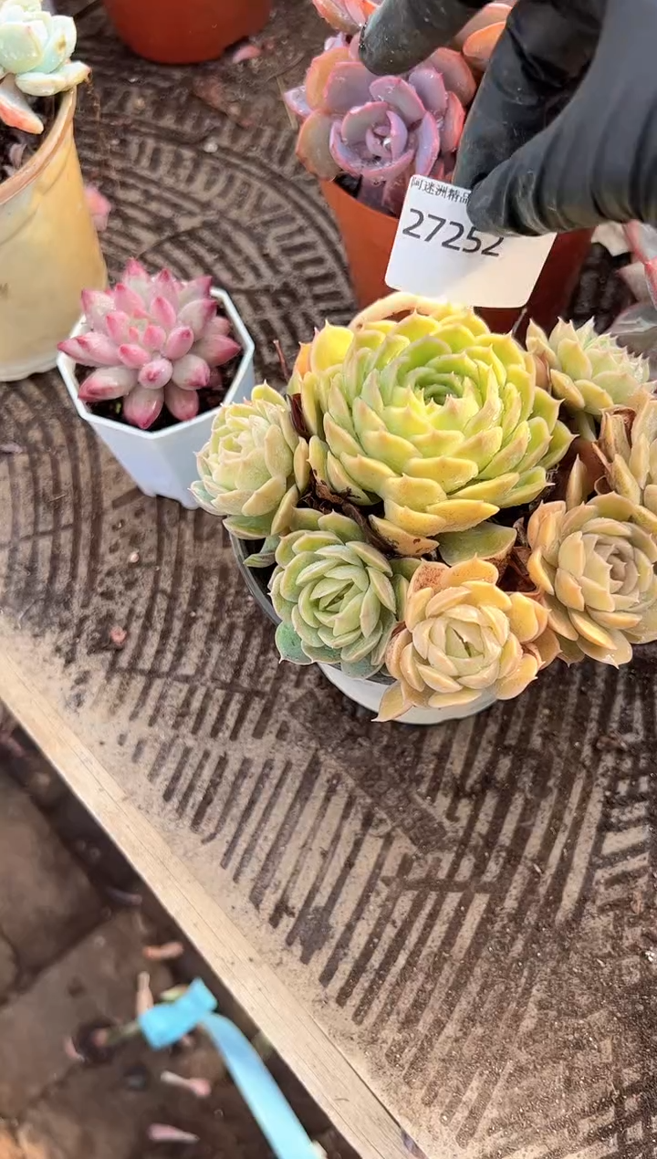清***月多肉植物一物一拍27252