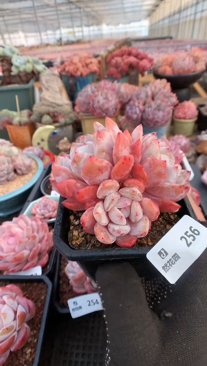 【闪购商品】256有砍雪天使一物一拍