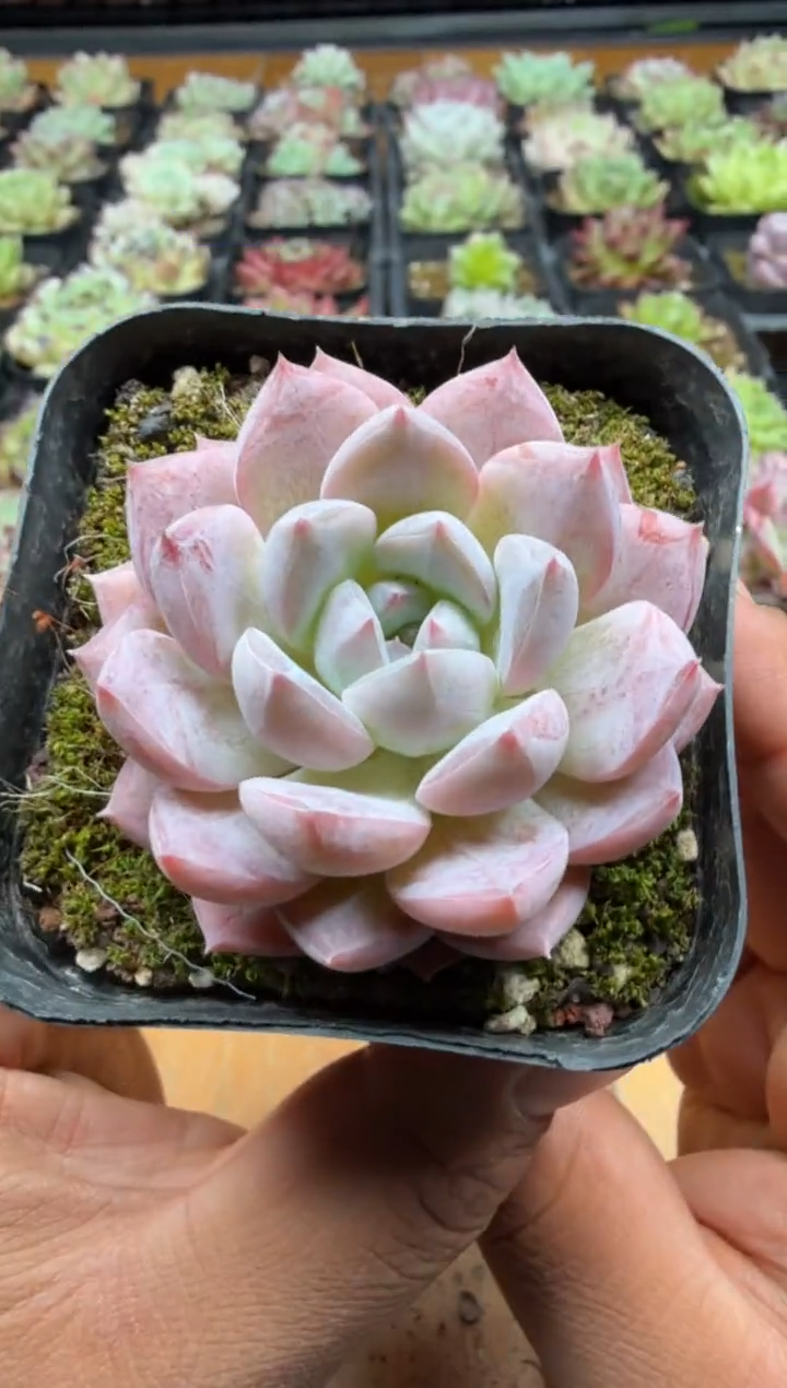 东云多肉园三号店-07