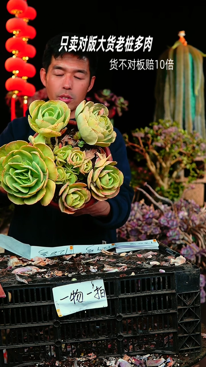 【闪购商品】127号超大碧桃