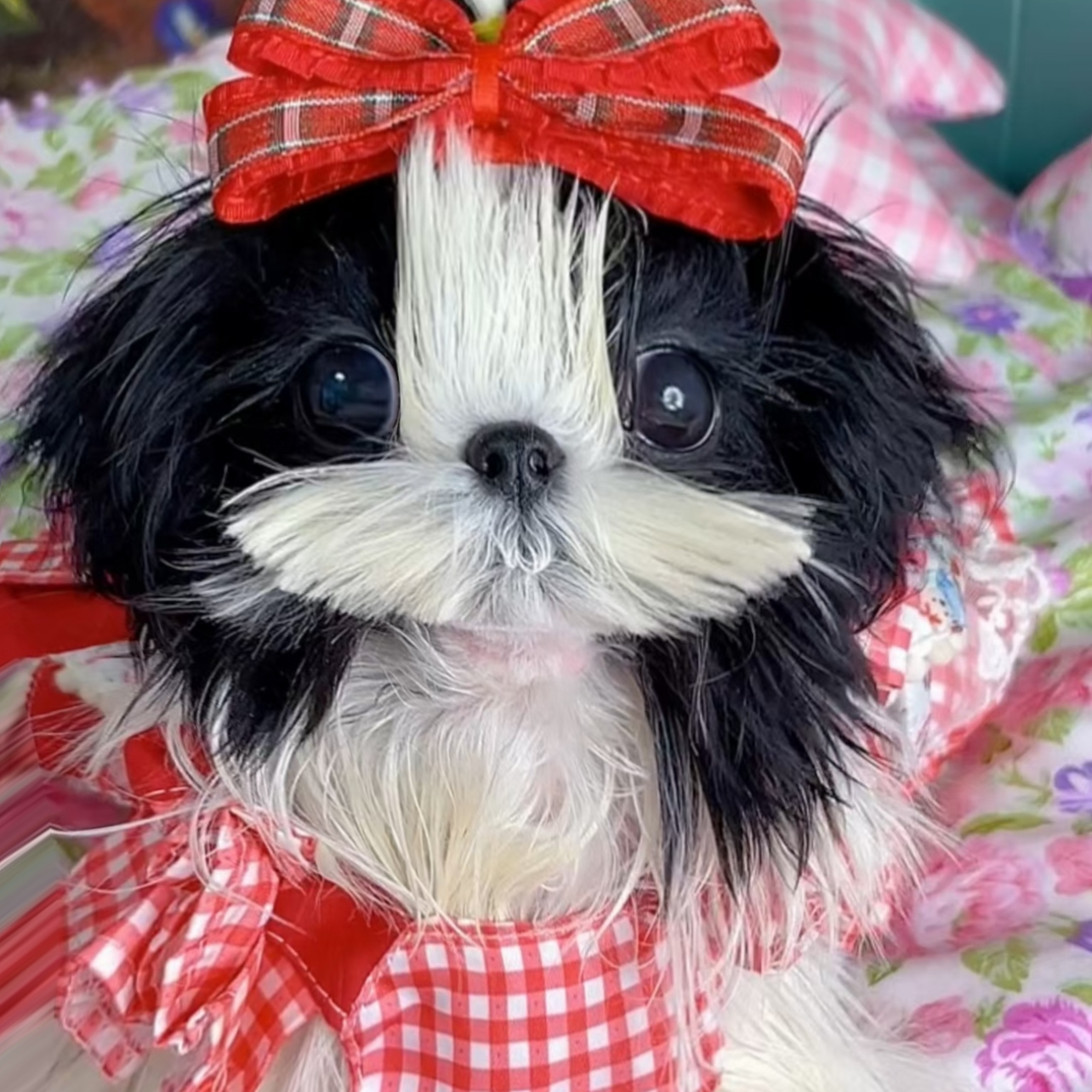 《唯爱西施》狗狗宠物活体专用链接保健康