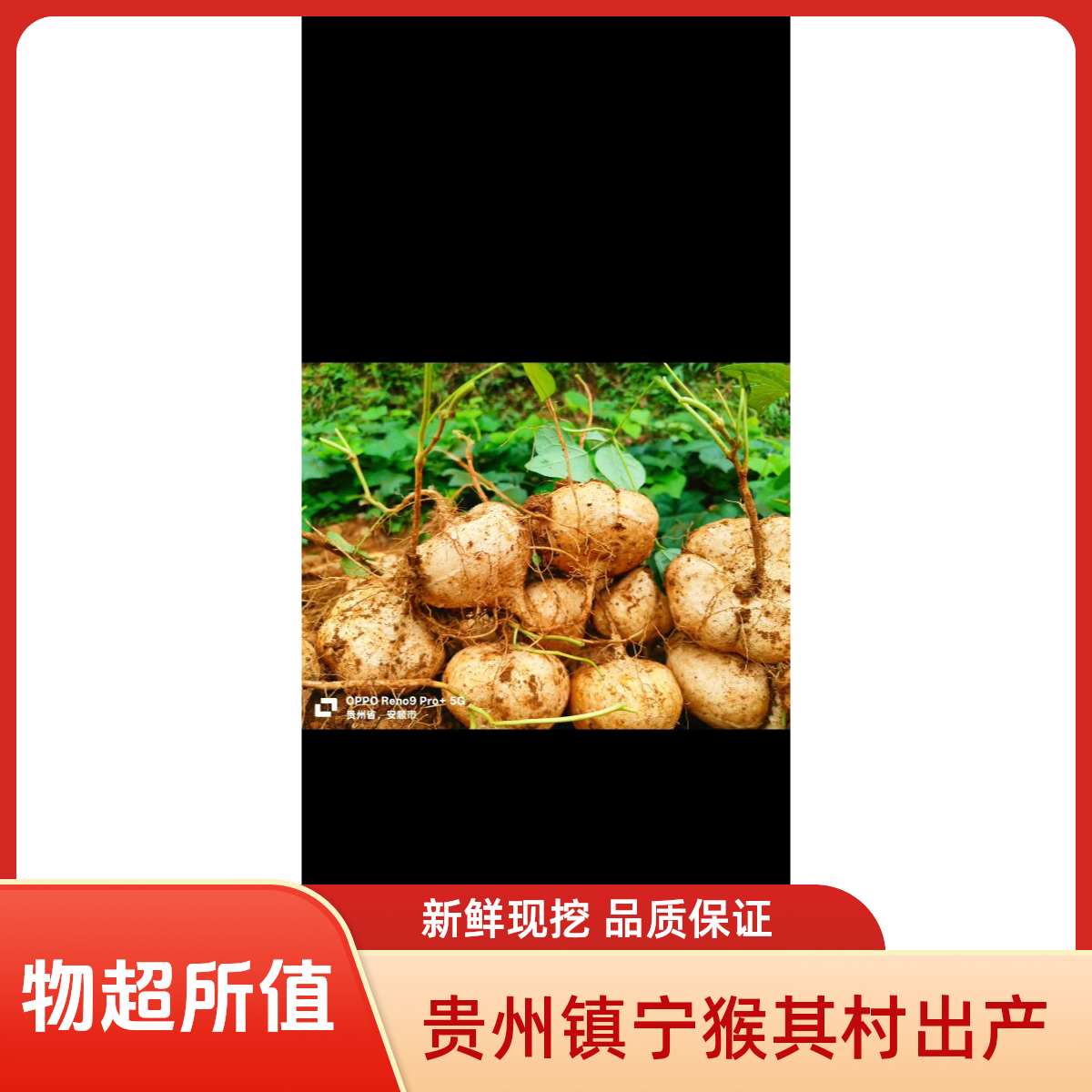 贵州 高山黄沙土老品种新鲜脆甜地萝卜。地瓜，凉薯