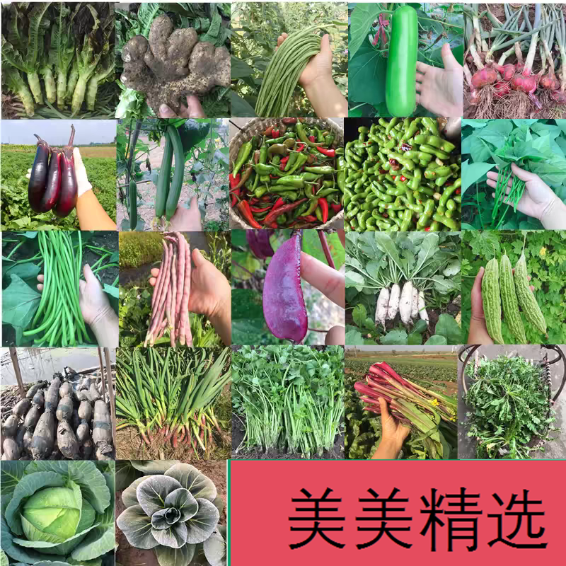  余干农家菜新鲜自种菜余干味道余干特色