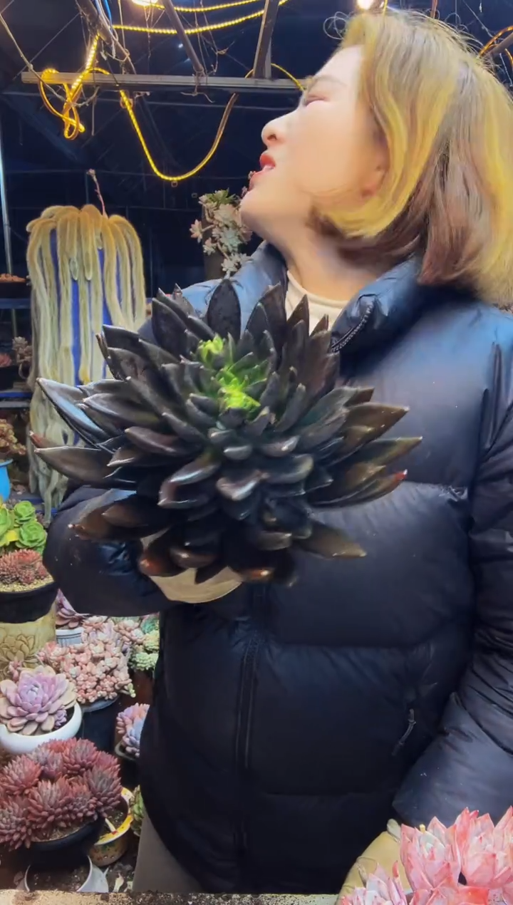 2号一物一拍脱土包邮