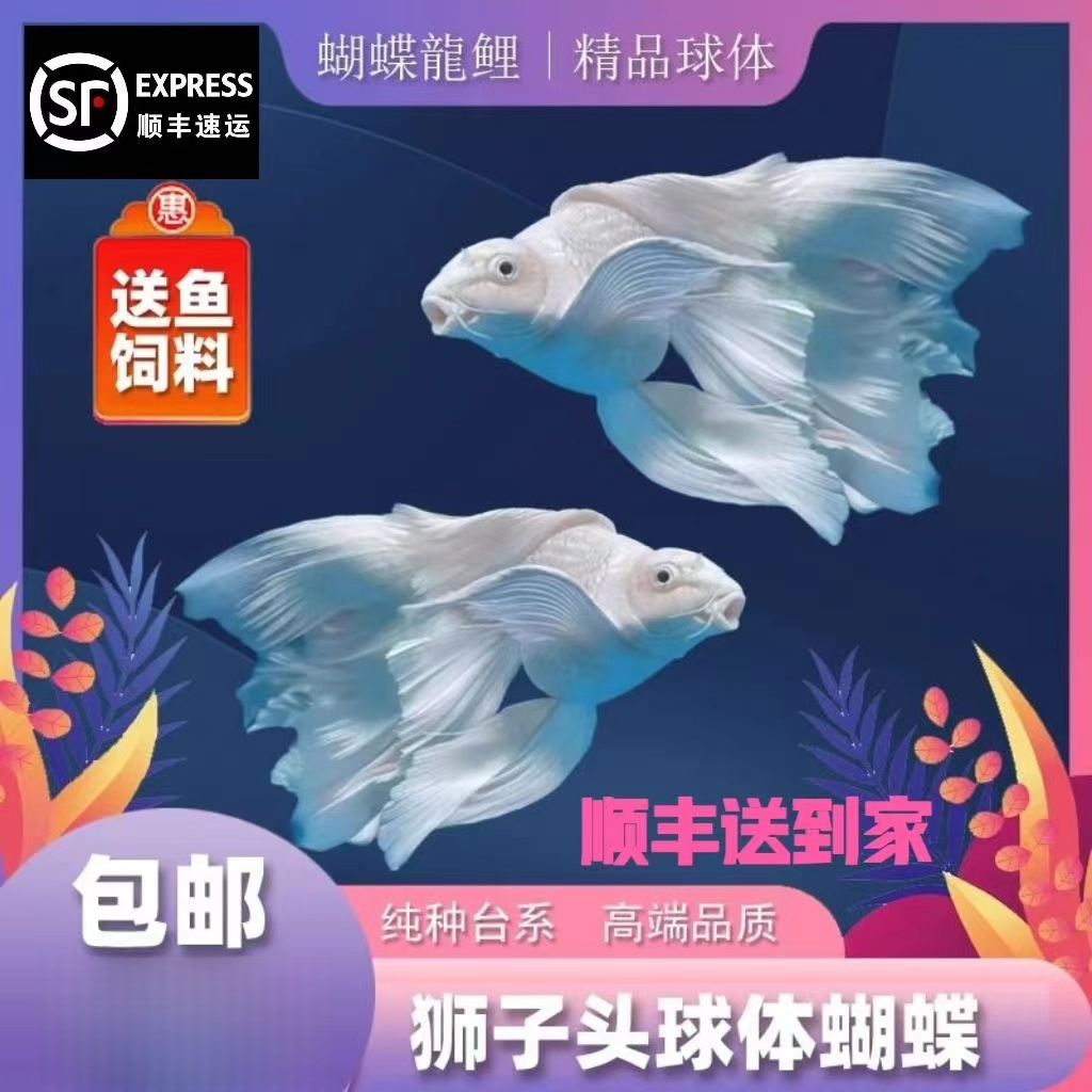 纯种白蝴蝶鲤短球体观赏鱼16-18cm大鳍大尾短身冷水鱼好养耐活