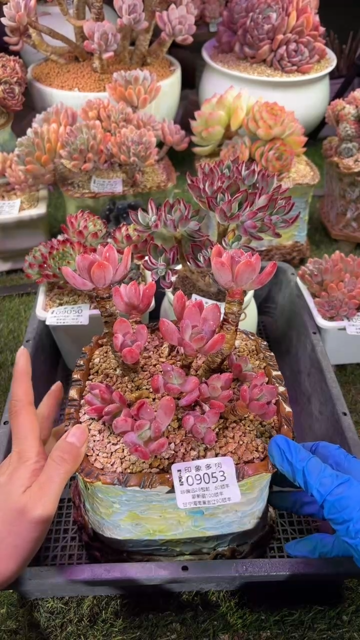 【闪购商品】09053