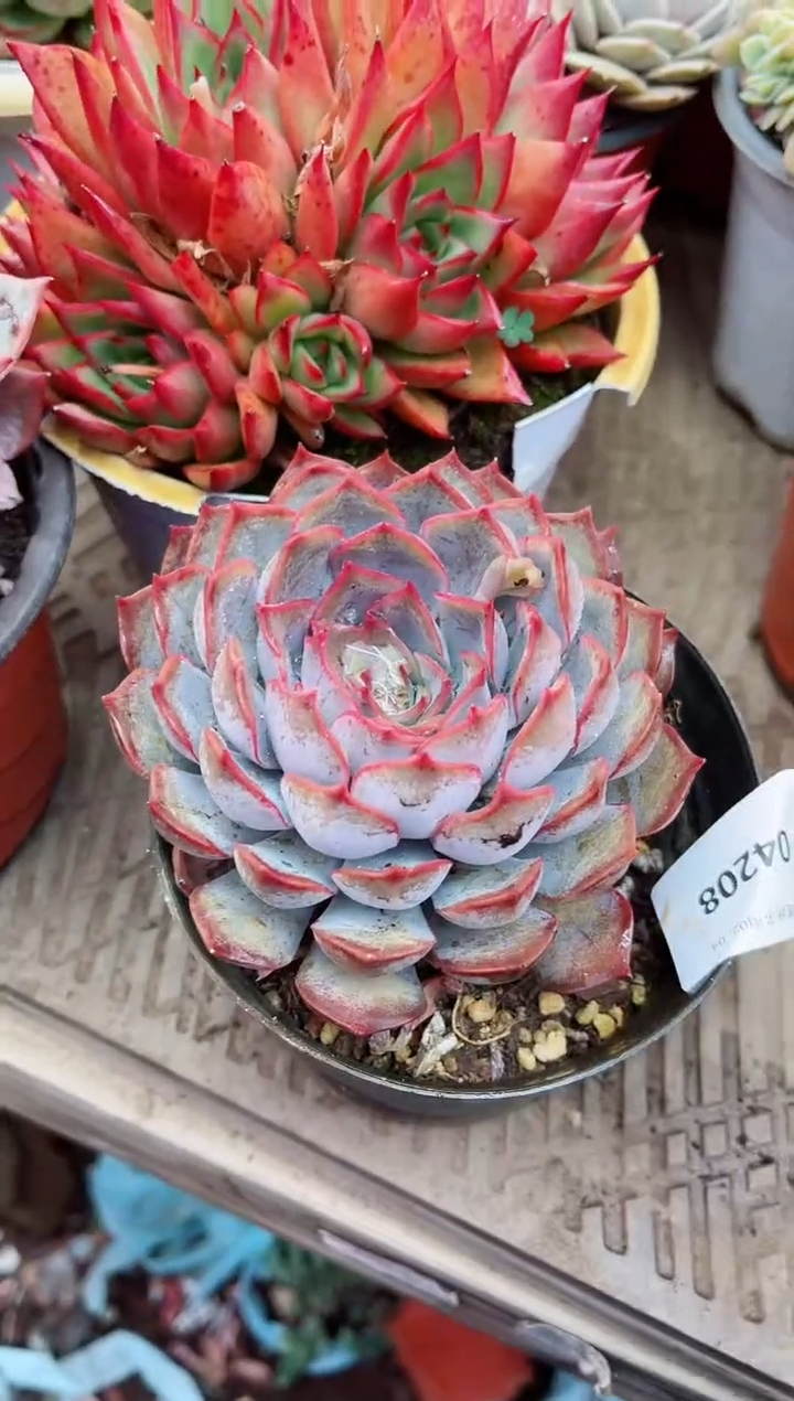 【闪购商品】04208