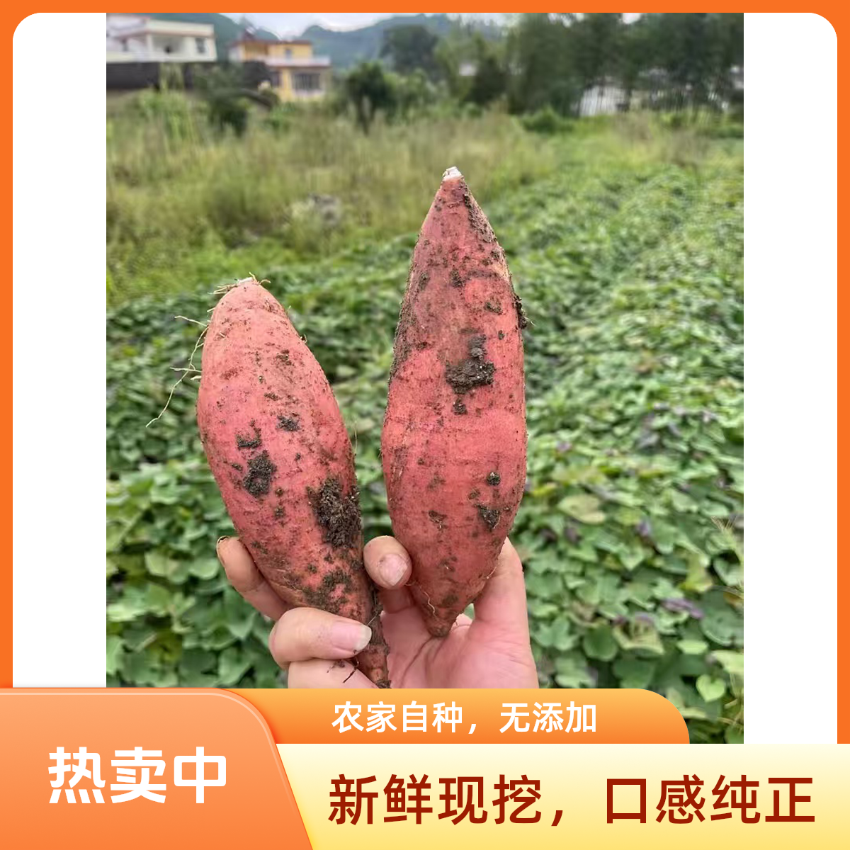 江西赣南正宗黄心小香薯新鲜现挖番薯地瓜原产地发货