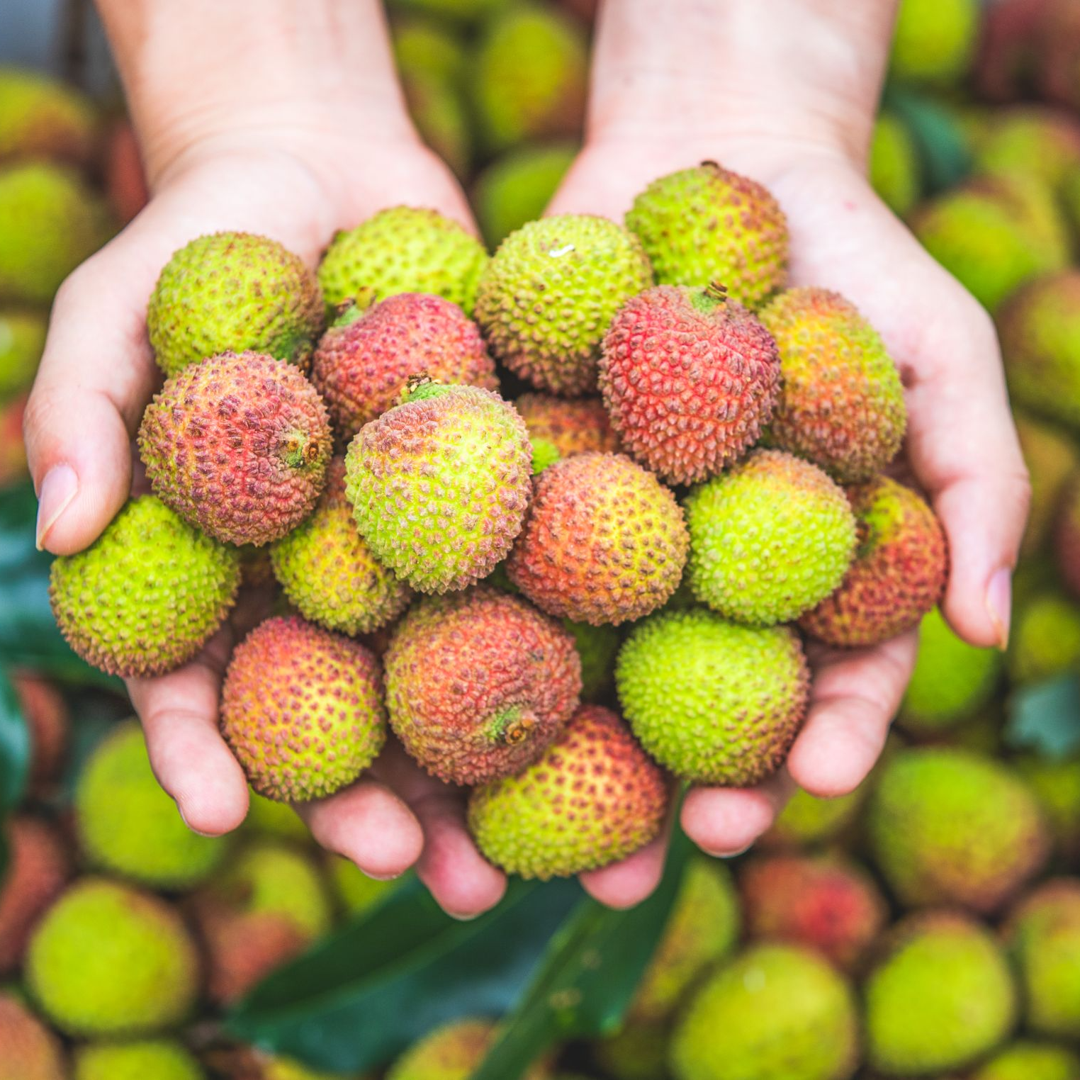 海南妃子笑荔枝4.5斤装（单果18-22g）