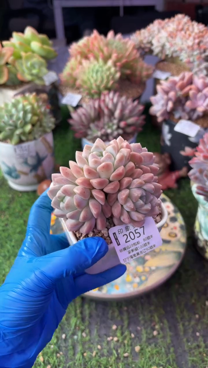 昆明印象多肉2057