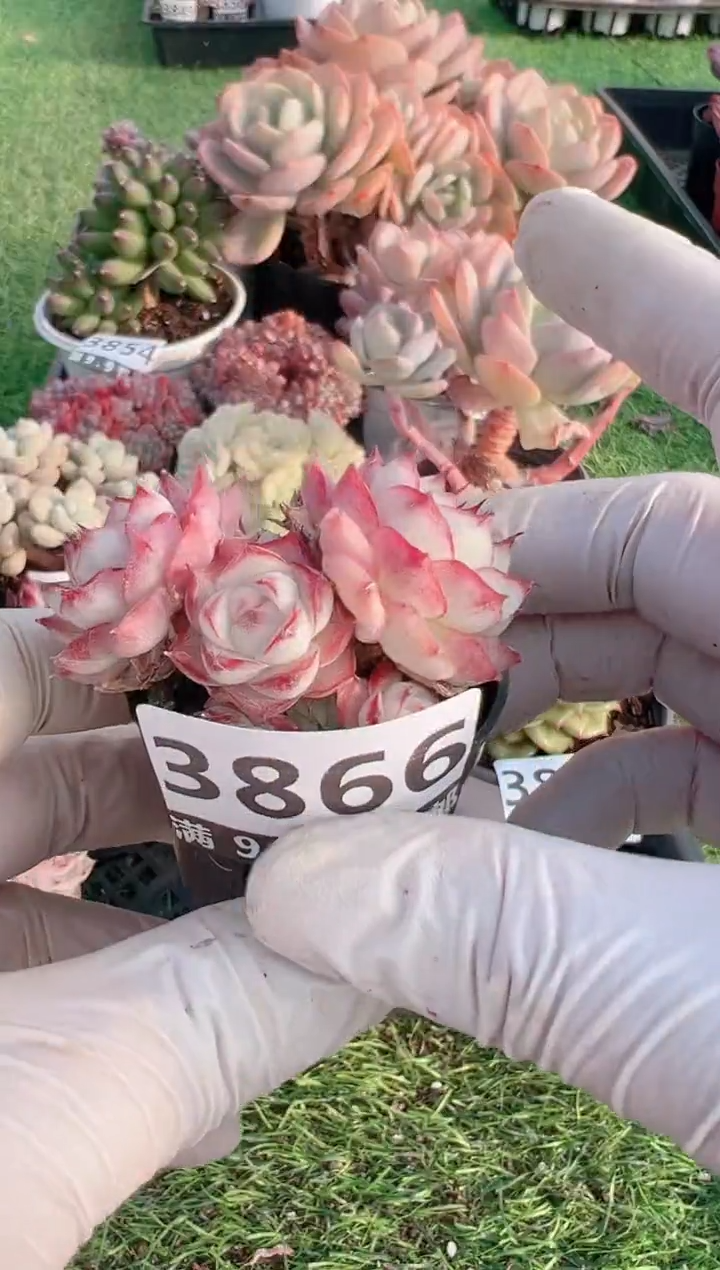 【闪购商品】信福多肉一物一拍