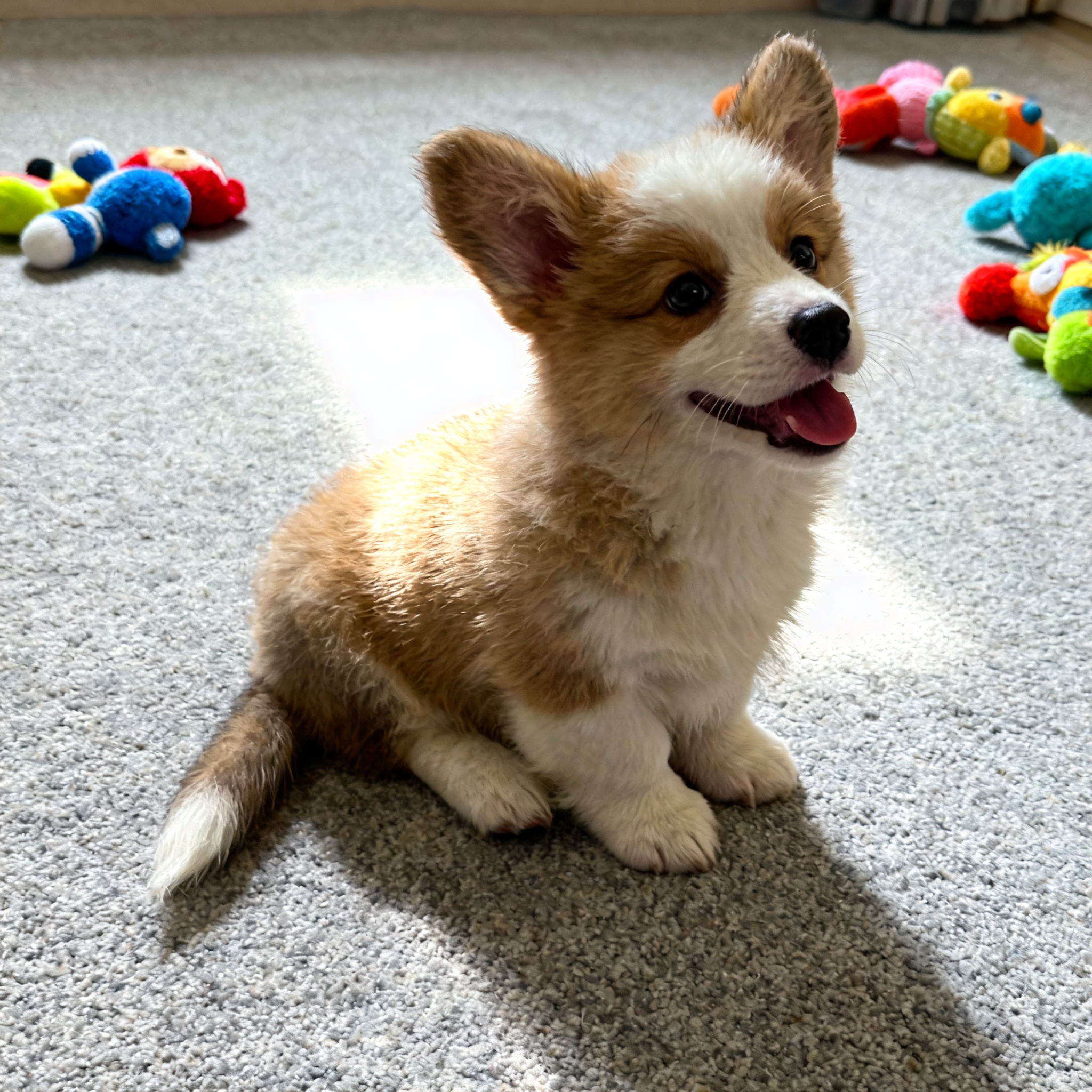 柯基幼犬听话狗小小短腿三色宠物犬便宜幼崽活体家庭两色黄白花狗