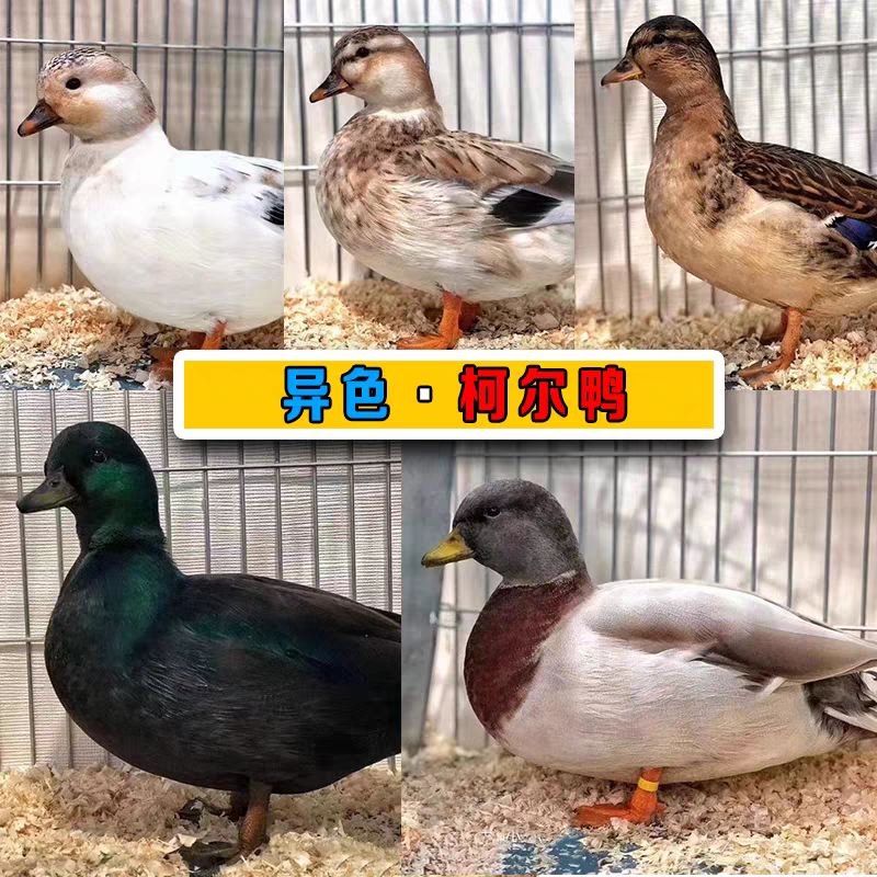 异色宠物鸭科尔鸭黑围兜淡化奶盖幼苗鸭