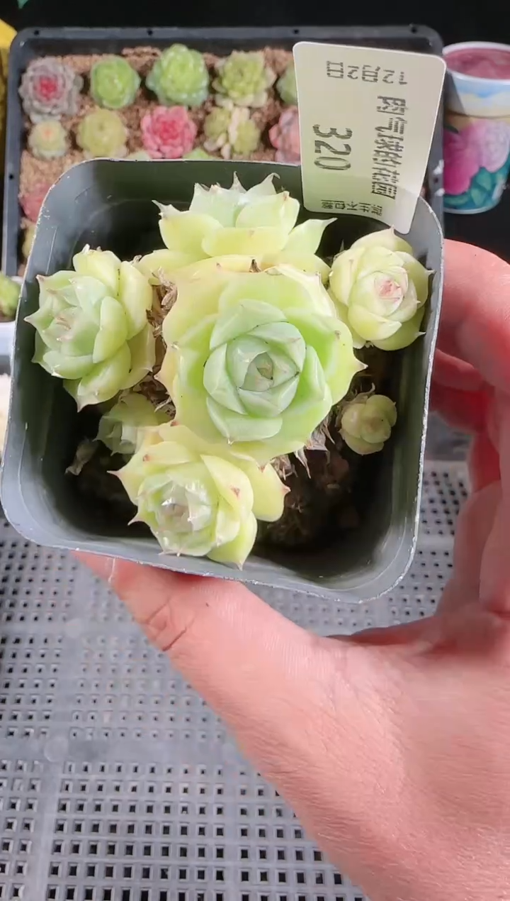 1202-320多肉群生不包整