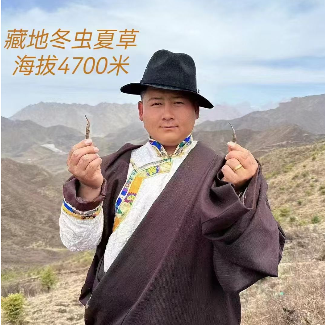 【唐选整草】2025青藏高原 自然晾晒冬虫夏草适合自吃